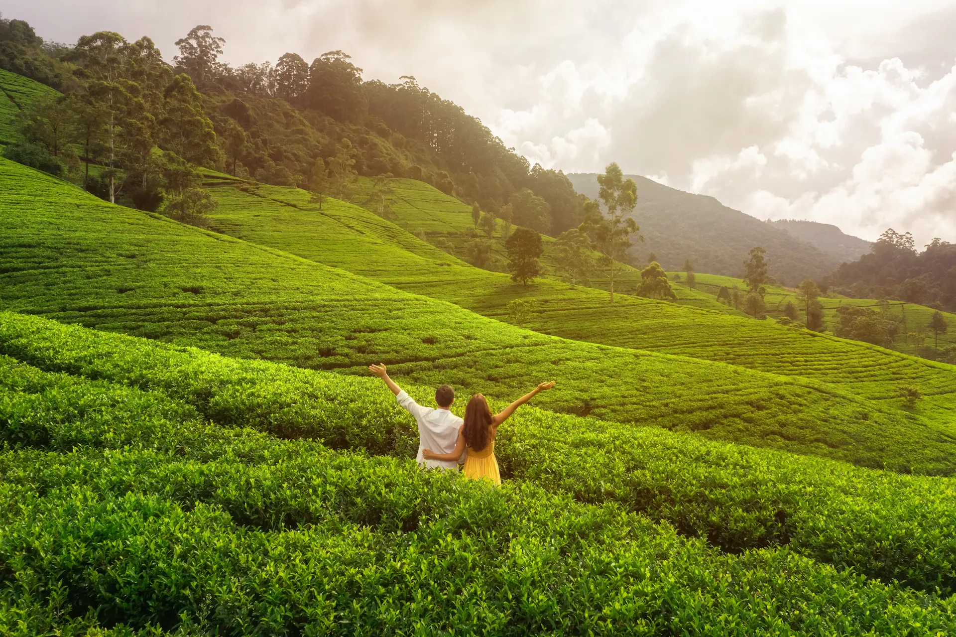 sri lanka tea plantation couple view
